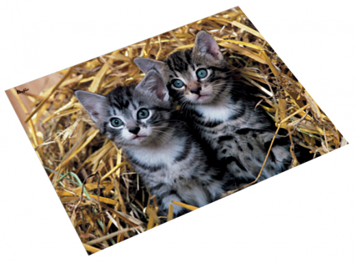 Schreibunterlage Katzen, 40x53 cm
